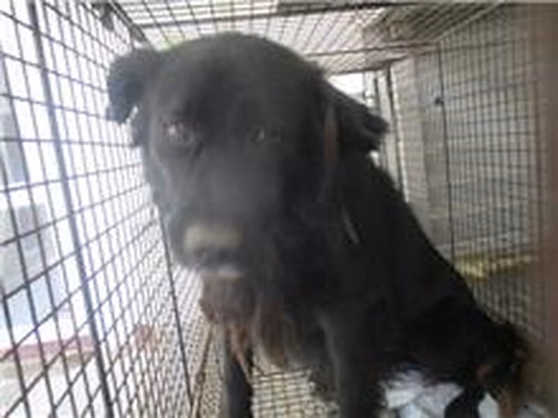 Black adult male mixed-breed dog, Medium, shelter no. …7013