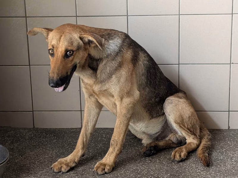 Tan adult male mixed-breed dog, Large, shelter no. …0820