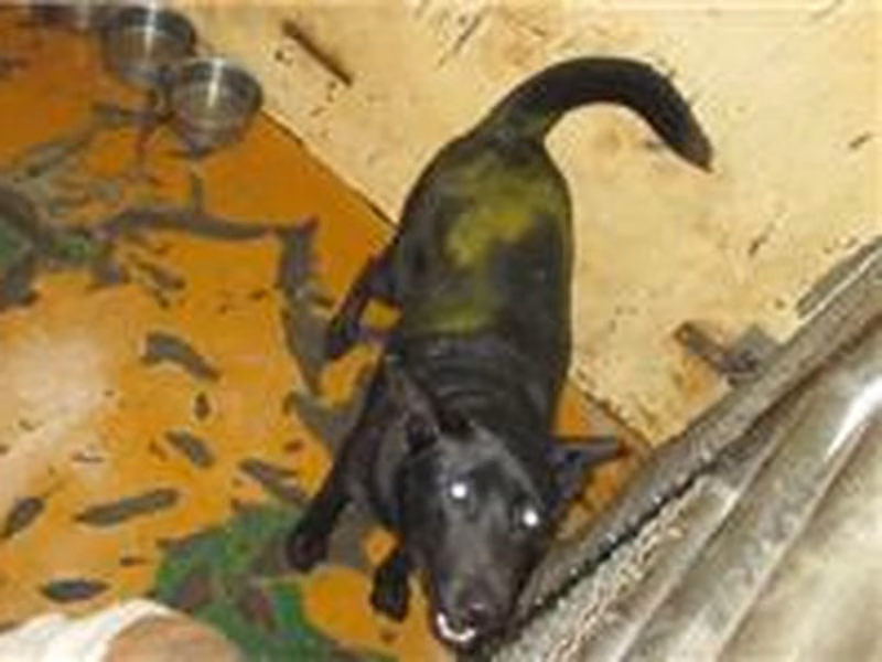Black male mixed-breed dog, Medium, shelter no. …1021