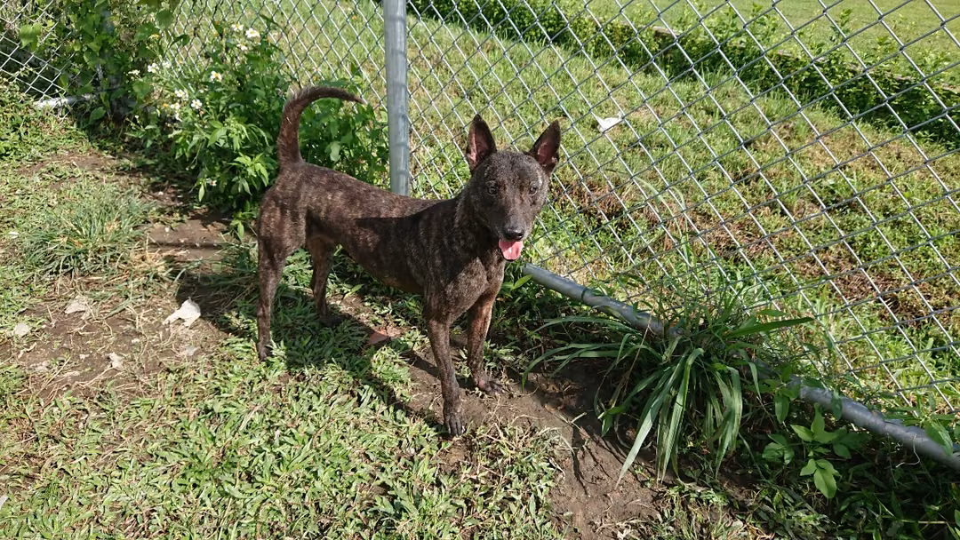 Tabby adult male mixed-breed dog, Medium, shelter no. …1708