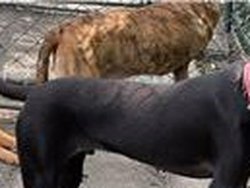 Black young male mixed-breed dog, Small, shelter no. …0706