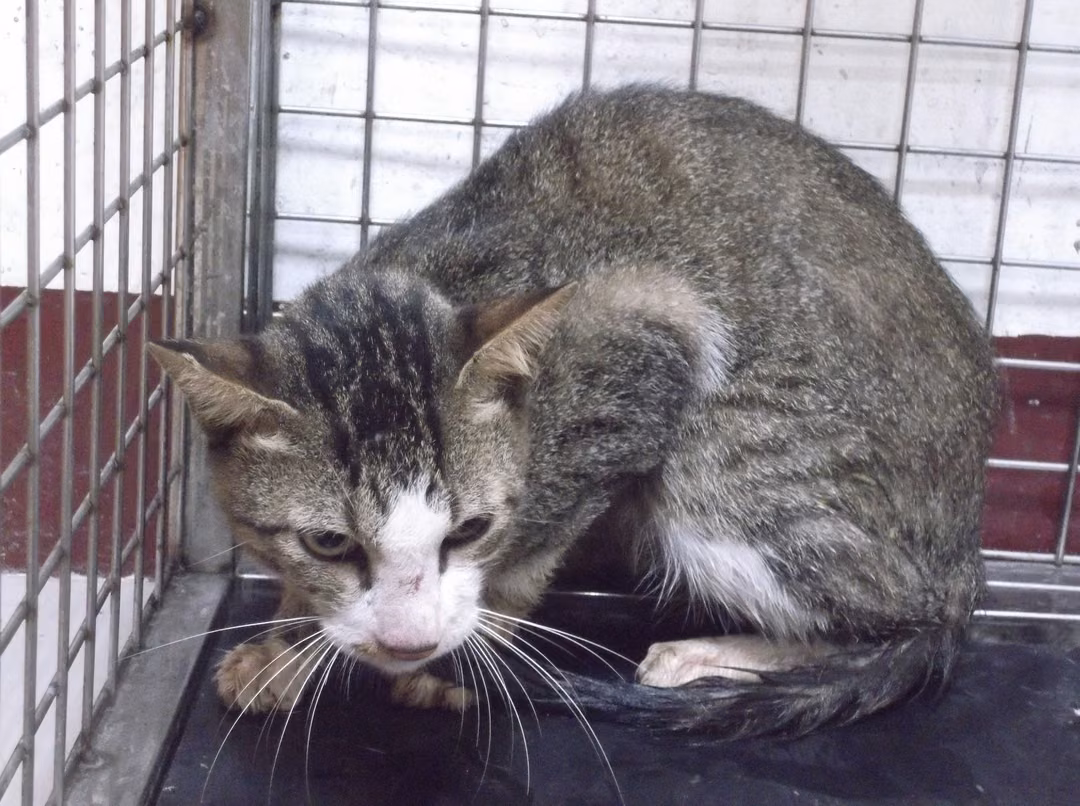 Tabby adult male mixed-breed cat, Large, shelter no. …12C1