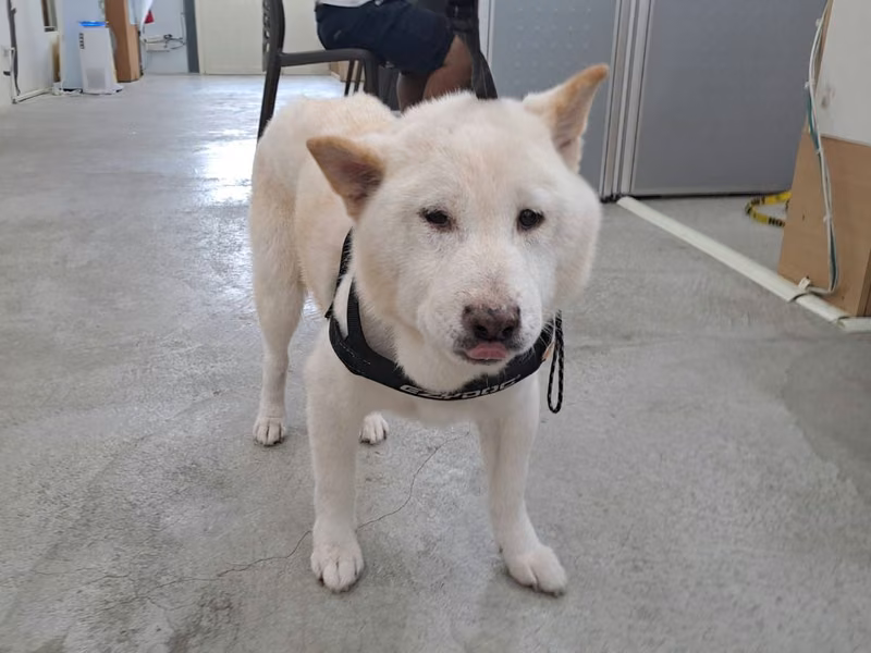 White adult male Shiba Inu, Medium, shelter no. …0113
