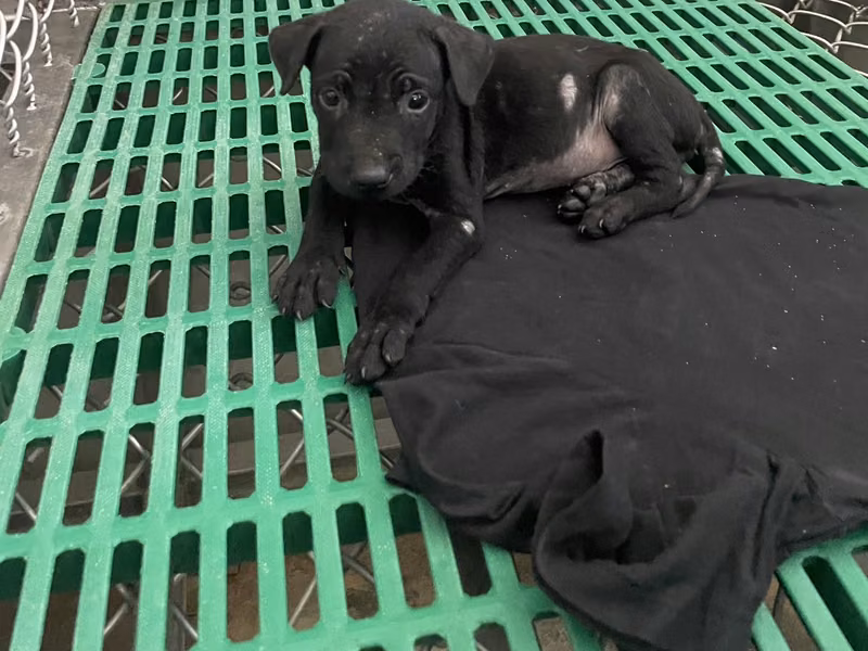 Black young female mixed-breed dog, Small, shelter no. …9016
