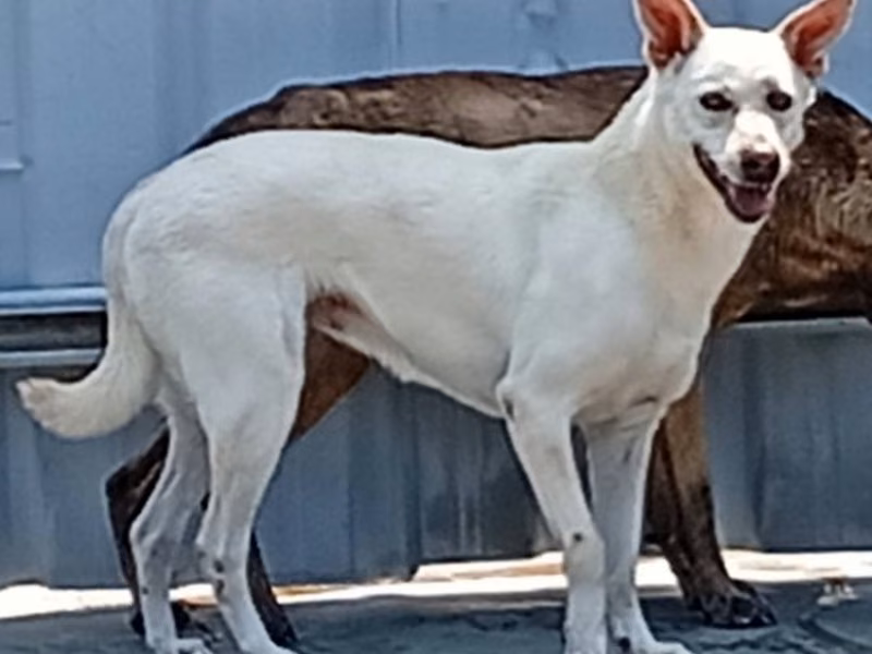 White female mixed-breed dog, Large, shelter no. …068D