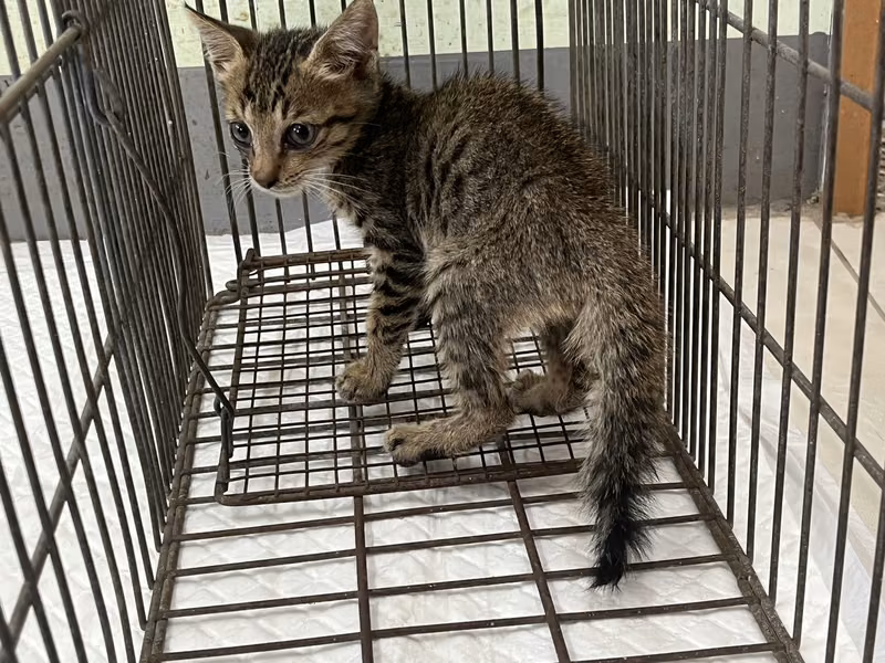 Young male mixed-breed cat, Small, shelter no. …5C06