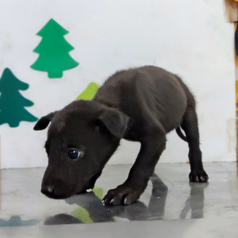 Black young female mixed-breed dog, Small, shelter no. …0807