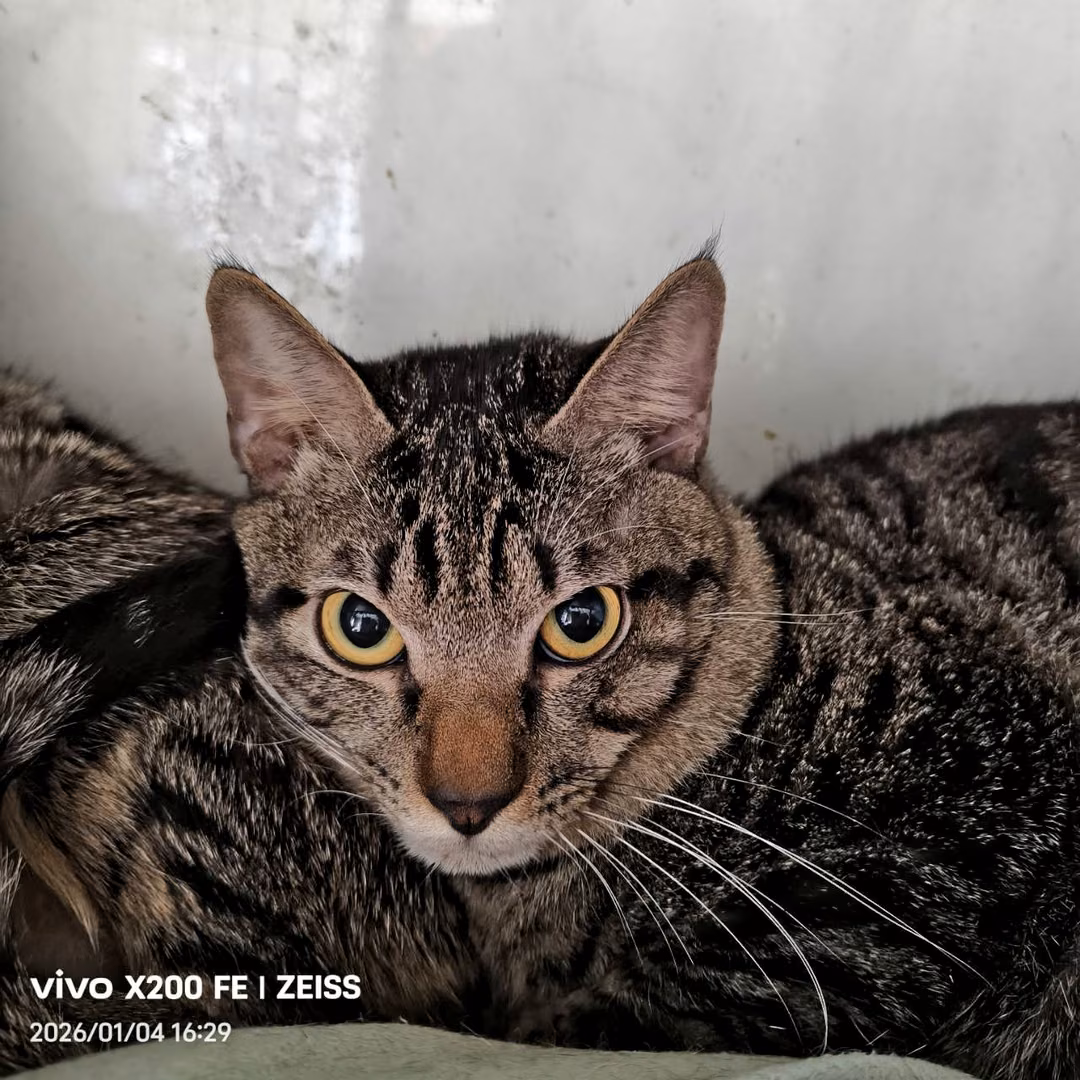Black tabby adult male mixed-breed cat, Medium, shelter no. …7001