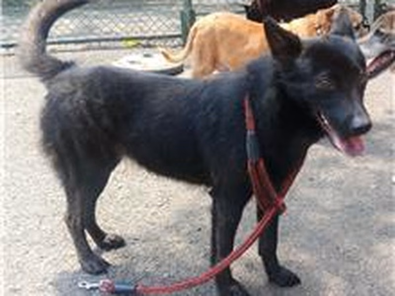 Black adult female mixed-breed dog, Medium, shelter no. …2503