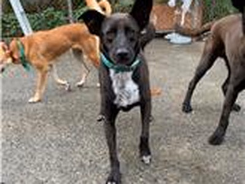 Black adult female mixed-breed dog, Medium, shelter no. …4053