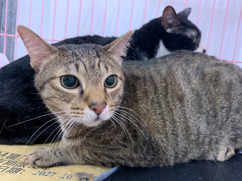 Tabby adult male mixed-breed cat, Small, shelter no. …0906