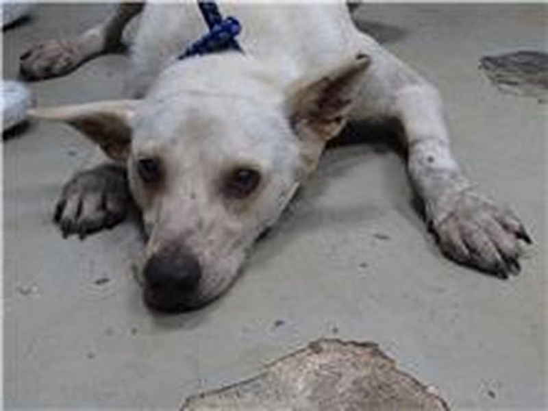 White adult female mixed-breed dog, Medium, shelter no. …0110