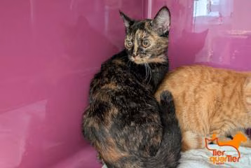 Calico young female European Shorthair, shelter no. …4192