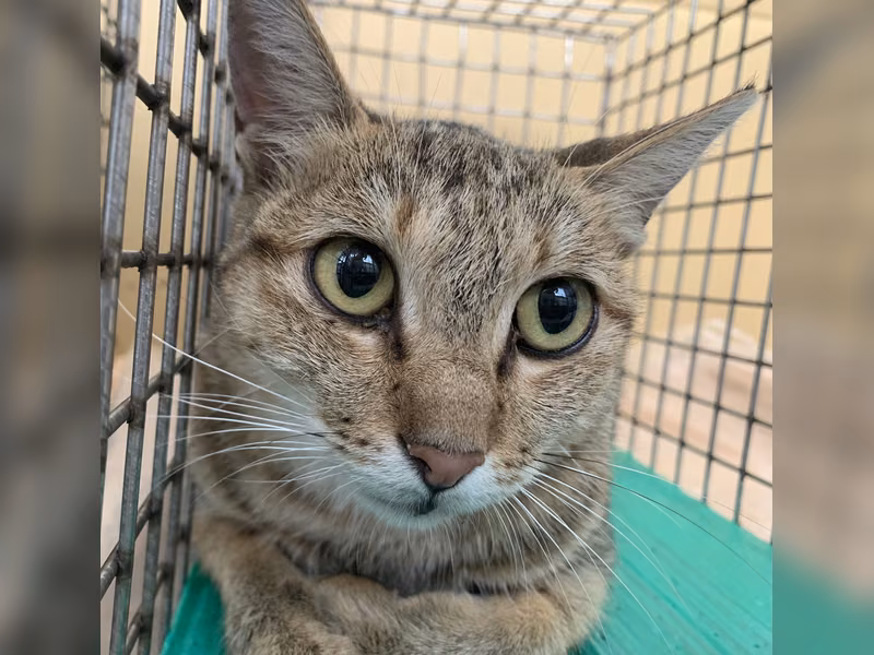 Tabby adult female mixed-breed cat, Small, shelter no. …2806