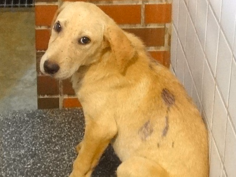 Tan adult female mixed-breed dog, Medium, shelter no. …1466