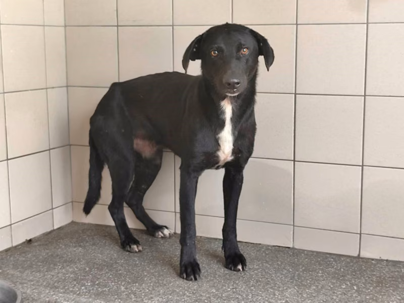 Black adult male mixed-breed dog, Large, shelter no. …0704