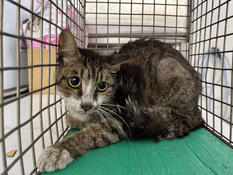 Tabby-and-white adult female mixed-breed cat, Medium, shelter no. …1501