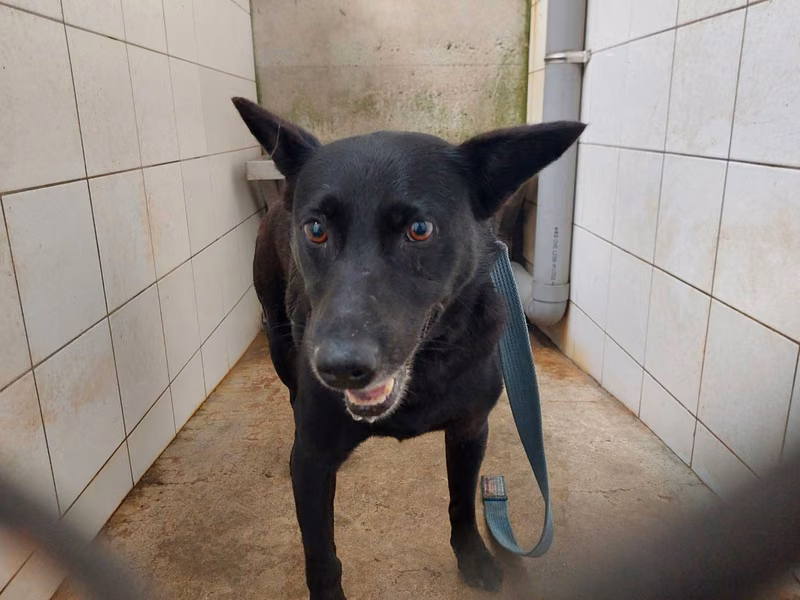 Black adult male mixed-breed dog, Medium, shelter no. …4002