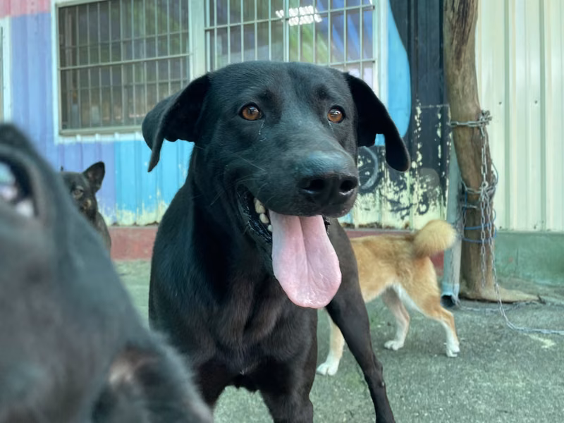 Black adult male mixed-breed dog, Medium, shelter no. …3003