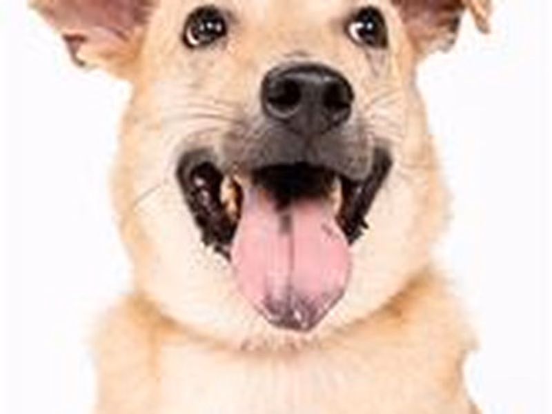 Tan young male mixed-breed dog, Small, shelter no. …2506