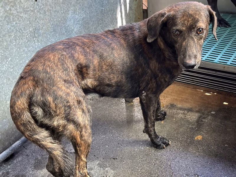 Tabby adult male mixed-breed dog, Medium, shelter no. …6006