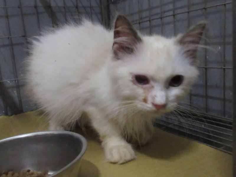 White young male Ragdoll, Small, shelter no. …3009