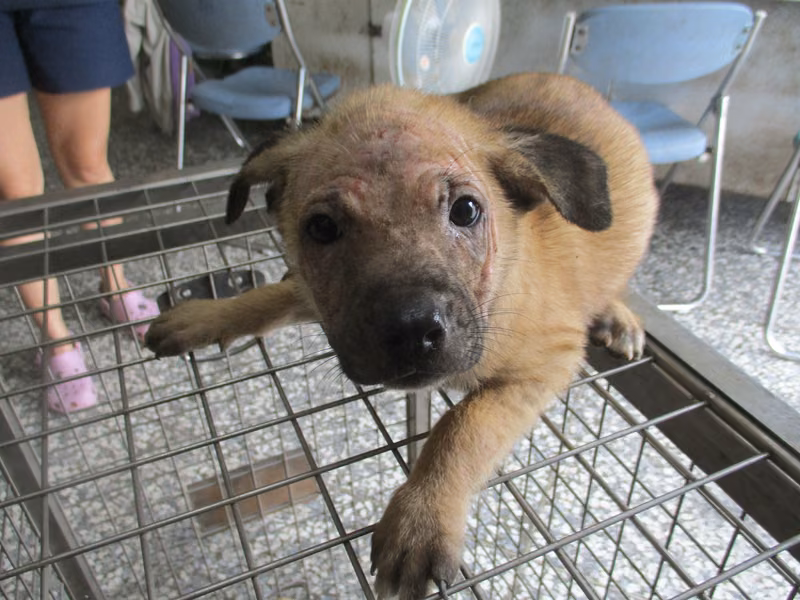 Tan adult female mixed-breed dog, Medium, shelter no. …R1-1