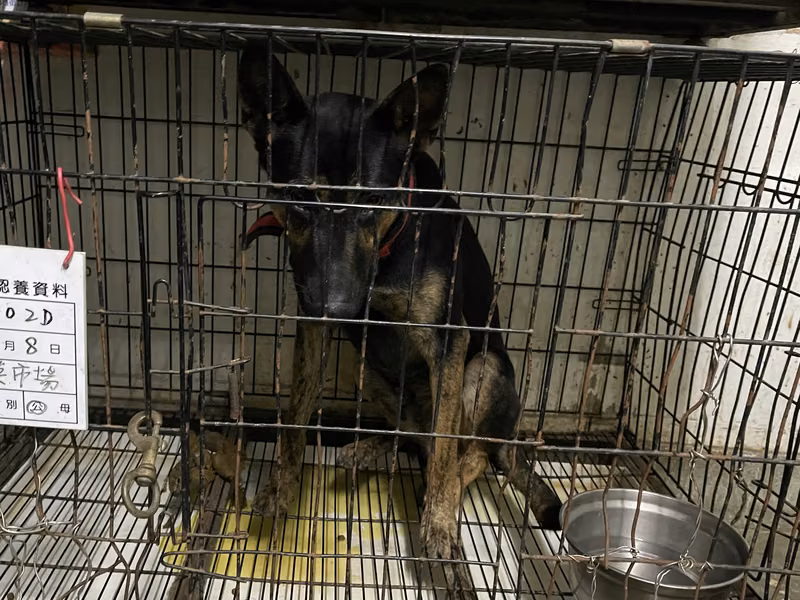 Black-and-brown adult male mixed-breed dog, Large, shelter no. …002D