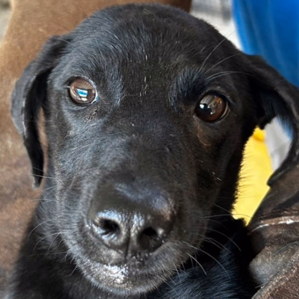 Black young female mixed-breed dog, Medium, shelter no. …9019