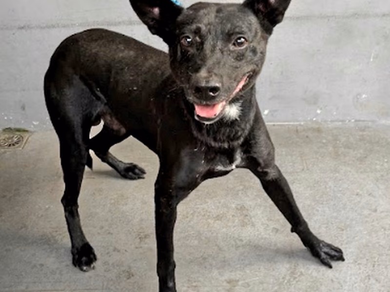 Black adult male mixed-breed dog, Medium, shelter no. …7005