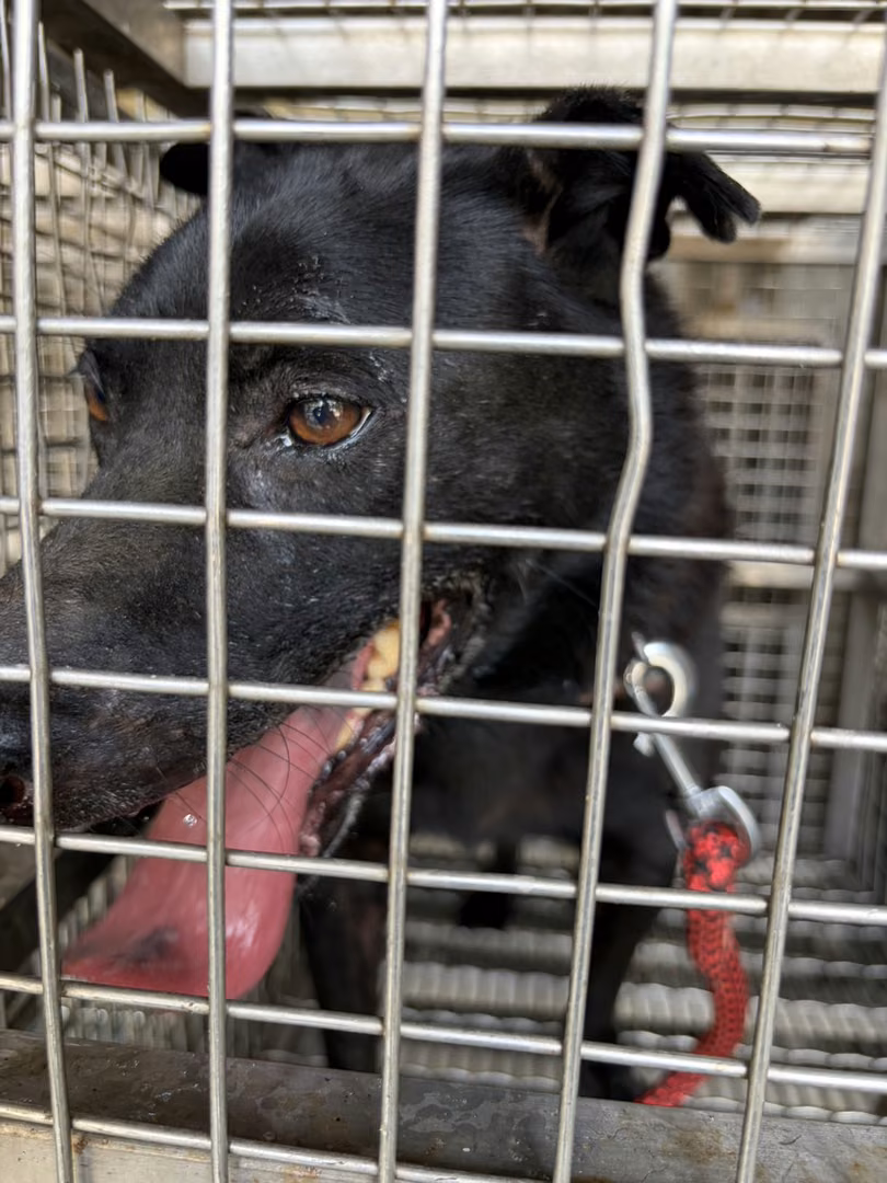 Black adult male mixed-breed dog, Medium, shelter no. …04-A
