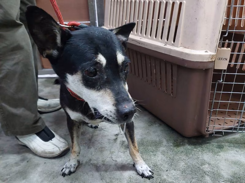 Black adult male mixed-breed dog, Medium, shelter no. …3004