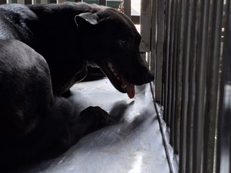 Black adult female mixed-breed dog, Medium, shelter no. …0-02
