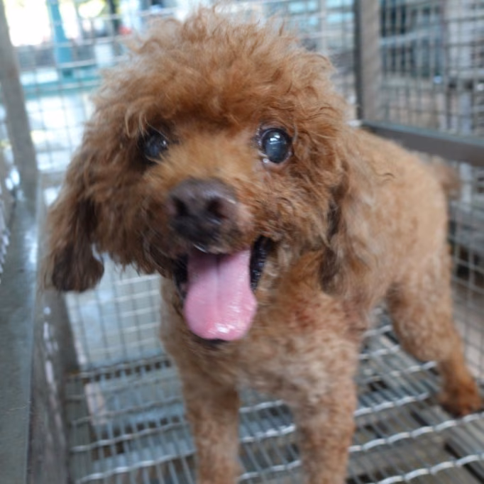 Brown adult male mixed-breed dog, Medium, shelter no. …1-01