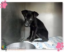 Black young female mixed-breed dog, Small, shelter no. …1801