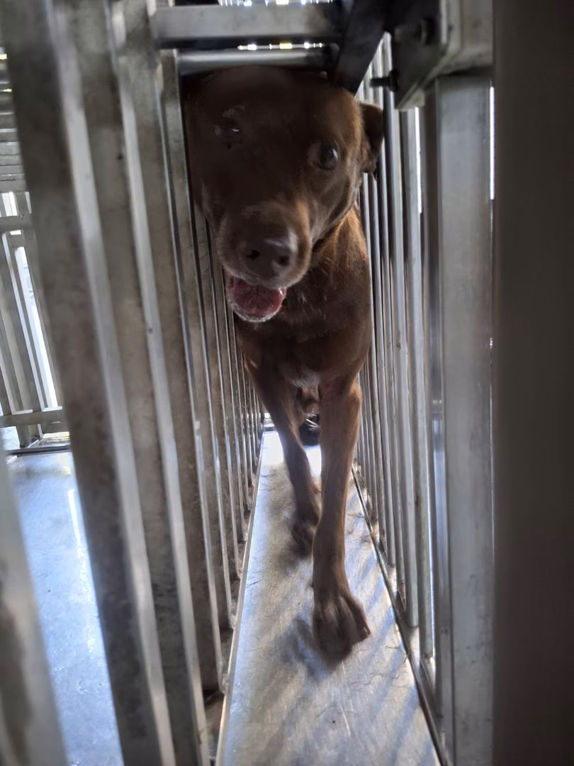 Brown adult male mixed-breed dog, Large, shelter no. …0-01