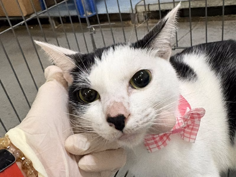 Black-and-white adult male mixed-breed cat, Medium, shelter no. …4001