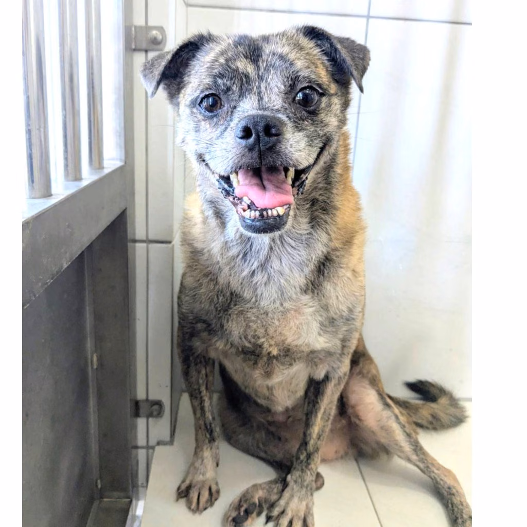 Tabby adult female mixed-breed dog, Medium, shelter no. …2041