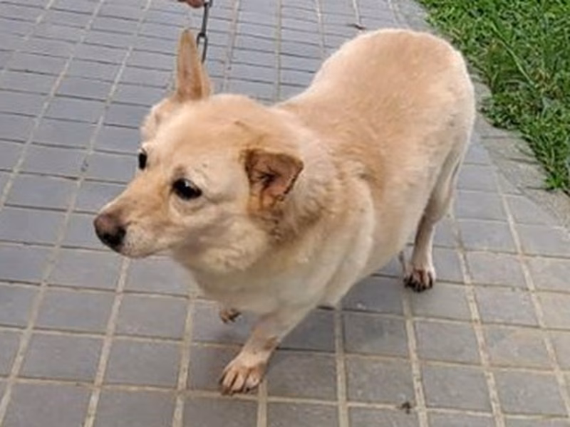 Cream adult female mixed-breed dog, Large, shelter no. …6004