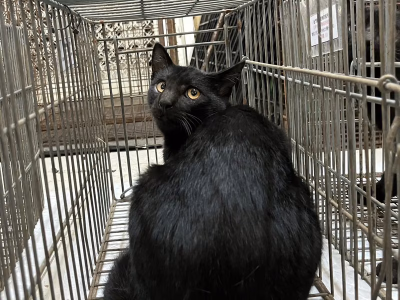 Black adult male mixed-breed cat, Small, shelter no. …9C09