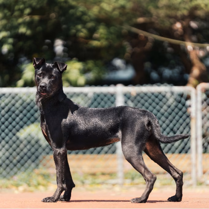 Black adult female mixed-breed dog, Medium, shelter no. …2901