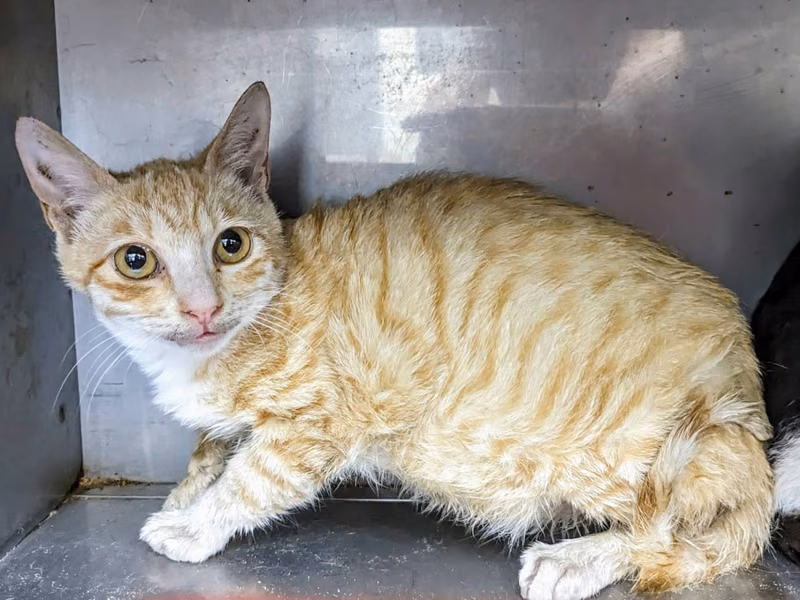 Orange young male mixed-breed cat, Small, shelter no. …1006