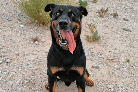 Conan, Senior · Male · Medium · Mixed breed