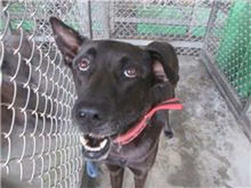 Black adult male mixed-breed dog, Large, shelter no. …8001