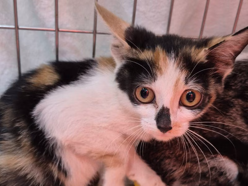 Calico young female mixed-breed cat, Small, shelter no. …3001