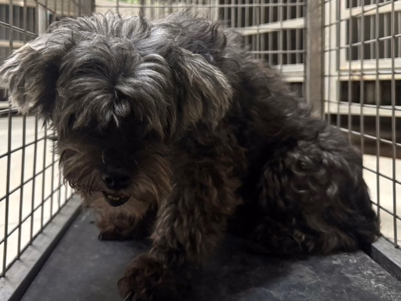 Gray adult female mixed-breed dog, Medium, shelter no. …0102