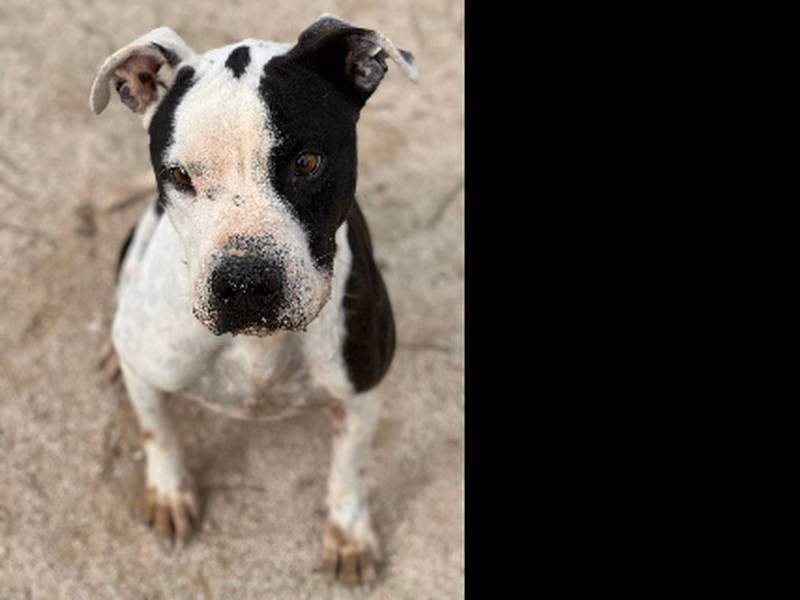 Campero, Adult · Male · Medium · Mixed breed