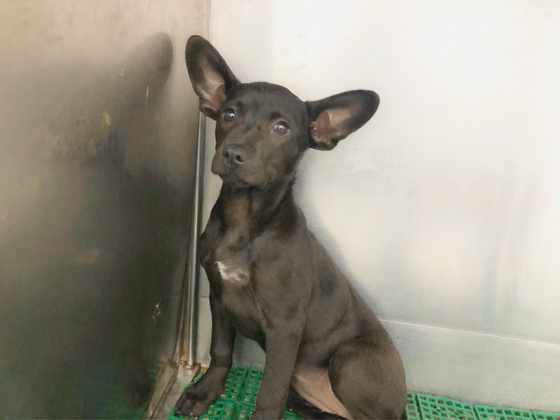 Black young female mixed-breed dog, Medium, shelter no. …0907