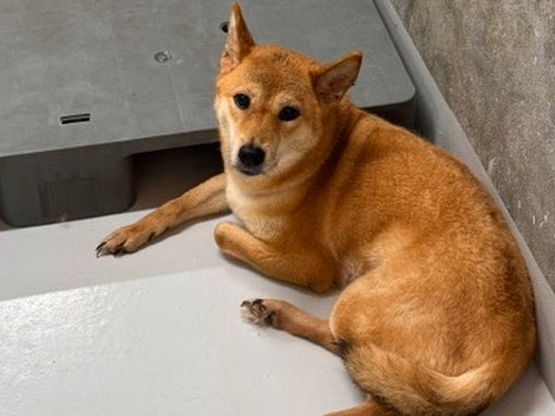 Tan adult female Shiba Inu, Medium, shelter no. …6002