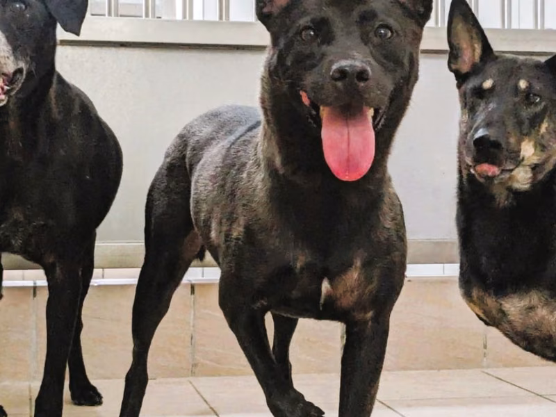 Black adult male mixed-breed dog, Medium, shelter no. …3001